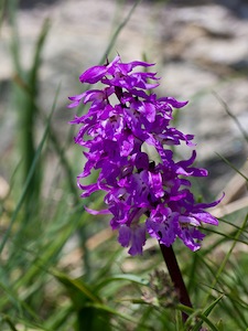 Orchis mascula